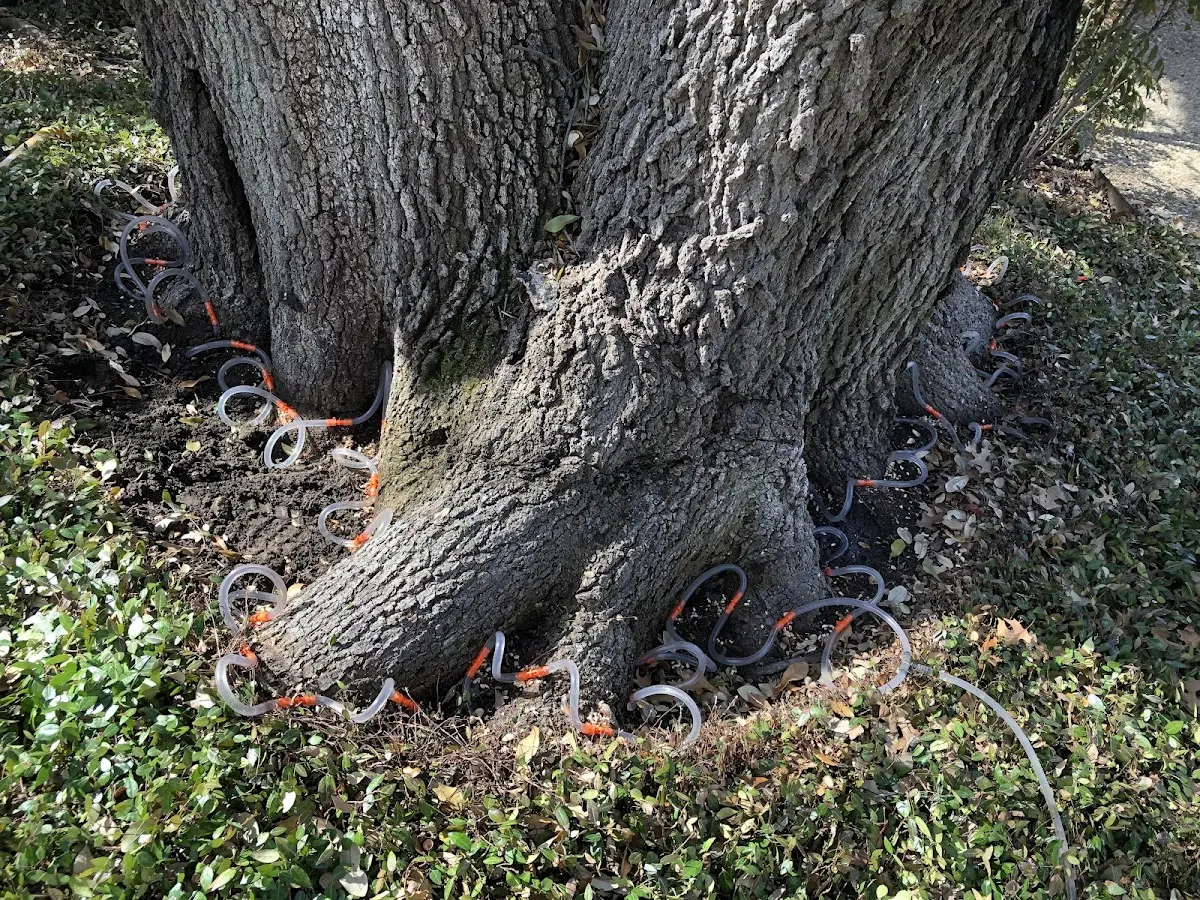 Detailed Tree Cabling and Bracing job site in Van Buren